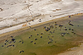 Aerial view of a cattle crossing the Brahmaputra river from a sandy shoreline,Sariakandi,Rajshahi province,Bangladesh