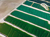Aerial view of a salt mine with different hues of green and salt dividers running diagonally through the image,Western Australia. Top down perspective