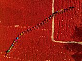Aerial view of many people working in a red chilies field during the harvest,Bangladesh