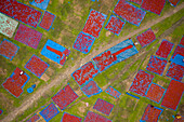 Aerial view of people working in fields drying red chilies at Mirzapur,Panchagarh,Bangladesh