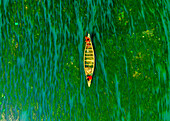 Badalgachhi,Bangladesh - 30 January 2021: Aerial view of fishermen on a canoe sailing the Jamuna river,Bangladesh