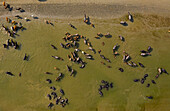 Aerial view of a cattle crossing the Brahmaputra river from a sandy shoreline,Sariakandi,Rajshahi province,Bangladesh