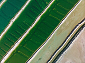 Aerial view of a salt mine with different hues of green and salt dividers running diagonally through the image,Western Australia. Top down perspective