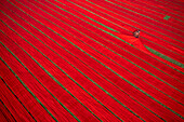 Dhaka,Bangladesh - 13 December 2021: Aerial view of two people working in a field stretching red cloth in Narsingdi,Dhaka,Bangladesh