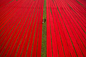 Dhaka, Bangladesch - 10. Januar 2021: Luftaufnahme eines Mannes, der entlang roter, langer Textilstreifen geht, die auf einem Feld in der Nähe von Narsingdi, Township, Dhaka, Bangladesch, ausgebreitet sind