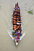 Narayanganj,Bangladesh - 19 July 2021: Aerial view of cattle squeezed on a boat crossing the river in Narayanganj,Bangladesh