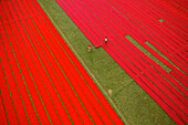 Aerial view of two people working in a field stretching red cotton fabric rolls in Narsingdi,Dhaka,Bangladesh