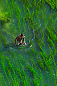 Sirajganj,Bangladesh - 23 December 2018: Aerial view of a farmer working in the river with Algae,Sirajganj,Bangladesh
