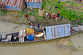 Sariakandi,Bangladesh - 06 July 2020: Aerial view of people loading cattle on a long fishing boat along Brahmaputra river,Rajshahi state,Bangladesh