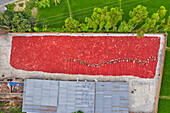 Aerial view of few people working in farm picking red chilli in a field,Sariakandi,Rajshahi province,Bangladesh