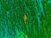 Aerial view of fishermen on a canoe sailing the Jamuna river,Bangladesh