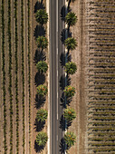 Aerial view of a road surrounded with palmtrees,top down perspective,South Australia