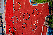 Sariakandi,Bangladesh - 02 January 2020: Aerial view of people working in a small farm collecting red chillies In a field,Rajshahi province,Bangladesh