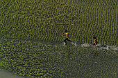 Dhaka,Bangladesh - 23 January 2017: Aerial view of kids running in a flooded lagoon in Bangladesh