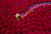 Aerial view of Vietnamese workers picking incense sticks from an incense field in Huy?n ?ng Hòa,Hanoi,Vietnam