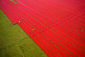 Aerial view of two people working in a field stretching red cotton fabric rolls in Narsingdi,Dhaka,Bangladesh