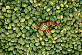 Aerial view of people among the watermelons at work on the Buriganga River,Dhaka Kotwali Thana,Dhaka,Bangladesh