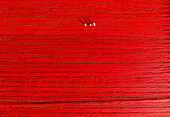 Aerial view of people working in a field stretching red cotton fabric rolls in Narsingdi,Dhaka,Bangladesh