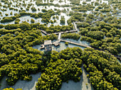 Luftaufnahme eines üppigen Mangrovenwaldes und einer Uferpromenade in Jubail Mangrove, Abu Dhabi, Vereinigte Arabische Emirate