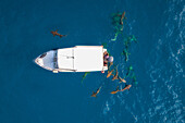 Aerial view of sharks swimming around a motorboat in open water near Vaavu Atoll,Dhiggiri,Felidhu,Maldives