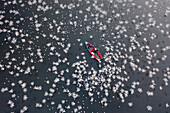 Aerial view of people feeding birds on a fishing boat along the Yamuna river in New Delhi,India