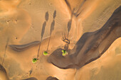 Aerial view of a group of trees growing on the middle of desert,U.A.E