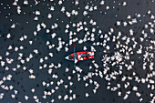 Aerial view of people feeding birds on a fishing boat along the Yamuna river in New Delhi,India