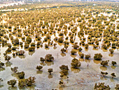 Luftaufnahme der überschwemmten Vegetation im Naturschutzgebiet Abu Al Sayayif, Abu Dhabi, Vereinigte Arabische Emirate