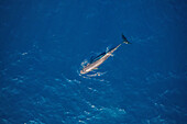 Aerial view of a dolphin swimming freely in open water near Vaavu Atoll,Felidhu,Maldives