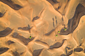 Aerial view of a group of trees growing on the middle of desert,U.A.E