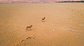 Aerial view of two donkeys in the desert of Sharjah,U.A.E