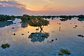 Luftaufnahme eines Liebespaares unter einem Baum in der überschwemmten Vegetation von Abu Al Sayayif bei Sonnenuntergang, Abu Dhabi, Vereinigte Arabische Emirate