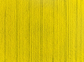 Luftaufnahme von leuchtend gelben landwirtschaftlichen Feldern mit geometrischen Mustern, Wittenheim, Frankreich
