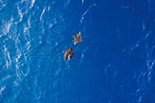 Aerial view of two Manta Ray swimming freely in the blue ocean near Alifu Dhaalu Atoll,Alif Alif,Maldives