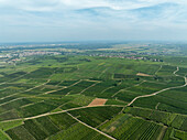Luftaufnahme eines malerischen ländlichen Ackerlandes mit üppigen grünen Feldern und Weinbergen, Eguisheim, Frankreich