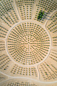 Abstract aerial view of an organised artificial forest in the middle of Saih Al Salam Desert in Dubai,UAE