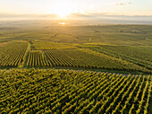 Luftaufnahme eines ruhigen Weinbergs bei Sonnenaufgang mit goldenem Licht, Eguisheim, Frankreich