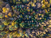 Aerial View of Trees in Autumn,Stuttgart,Baden-Wurttemberg,Germany