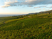 Luftaufnahme von üppigen Weinbergen und weitläufigen Feldern unter einem malerischen Sonnenuntergang mit Hügeln und Wolken, Eguisheim, Frankreich