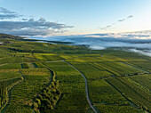 Luftaufnahme von schönen Weinbergen und ruhigen Landschaften mit sanften Hügeln unter einem bewölkten Himmel, Eguisheim, Frankreich