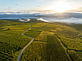 Luftaufnahme eines friedlichen Weinbergs bei Sonnenaufgang mit malerischen Hügeln und Wolken, Eguisheim, Frankreich
