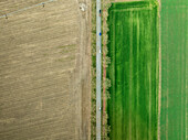 Luftaufnahme von schönen landwirtschaftlichen Feldern mit grünen und braunen Reihen und einer kurvenreichen Straße, Ensisheim, Frankreich