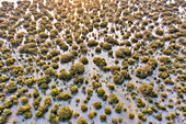 Luftaufnahme von Sand mit Vegetation Abu Dhabi, Vereinigte Arabische Emirate