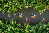 Aerial view of tourists in round bamboo boats on a clear river surrounded by lush palm trees,Cam Thanh,Vietnam
