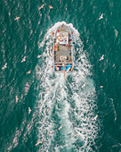 Aerial view of fishing boat in turquoise sea pulling in lobster & crab pots while seagulls fly overhead,Mevagissey,Cornwall,United Kingdom
