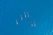 Aerial view of dolphins in the turquoise waters of Laquedivas Sea,Maldives
