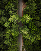 Aerial view of lush forest and winding road amidst serene trees,Brantingham,New York,United States