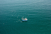 Aerial view of fishing boat in turquoise sea pulling in lobster & crab pots while seagulls fly overhead,Mevagissey,Cornwall,United Kingdom