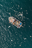 Aerial view of fishing boat in turquoise sea pulling in lobster & crab pots while seagulls fly overhead,Mevagissey,Cornwall,United Kingdom