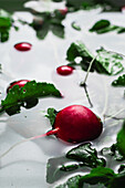 Fresh radishes in a water bath